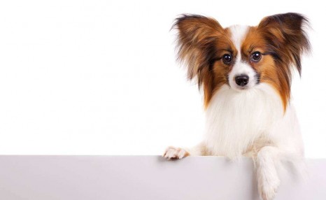 纯种蝴蝶犬应该如何挑选?价格大概多少钱一只?