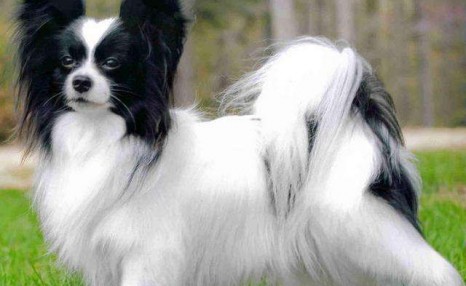 纯种蝴蝶犬应该如何挑选?价格大概多少钱一只?