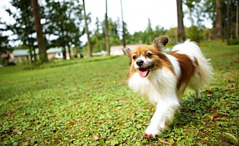 纯种蝴蝶犬应该如何挑选?价格大概多少钱一只?