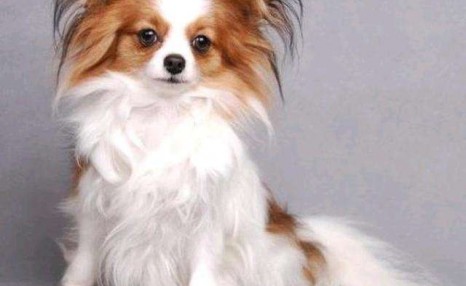 纯种蝴蝶犬应该如何挑选?价格大概多少钱一只?