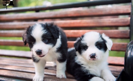 边境牧羊犬价格大盘点