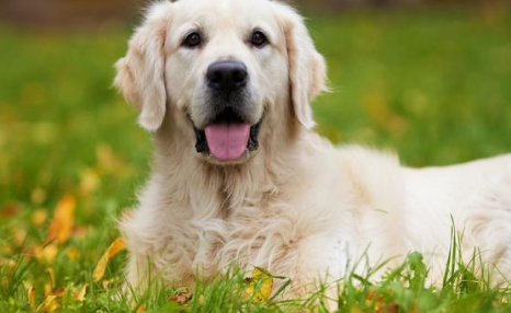 让我告诉你,一只纯种的“金毛犬”大概多少钱,别买贵了
