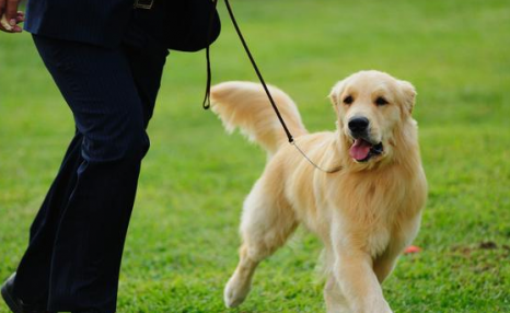 让我告诉你，一只纯种的“金毛犬”大概多少钱，别买贵了