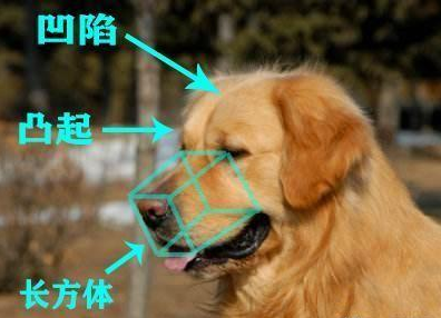 让我告诉你，一只纯种的“金毛犬”大概多少钱，别买贵了