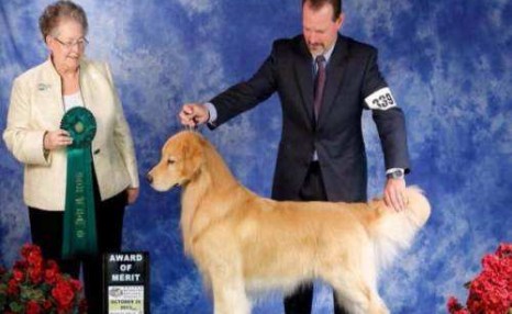让我告诉你，一只纯种的“金毛犬”大概多少钱，别买贵了