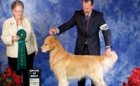 让我告诉你,一只纯种的“金毛犬”大概多少钱,别买贵了