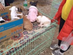 斗牛犬多少钱一只？斗牛犬要价1000元，商贩称只是成本价而已！