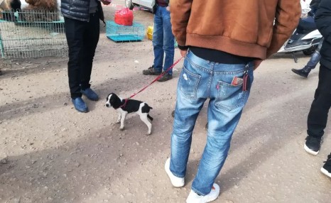 狗市：串种比格猎犬惹人喜爱，小伙700元将其买下！