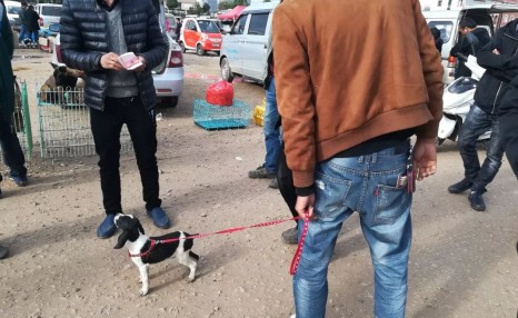 狗市：串种比格猎犬惹人喜爱，小伙700元将其买下！