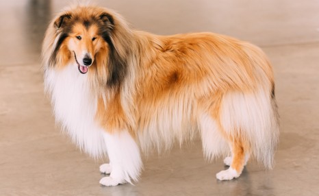 世界名犬NO:46 迷人的长毛犬 "苏格兰牧羊犬", 你了解多少呢 