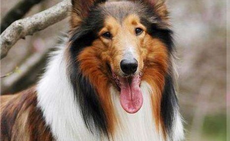 世界名犬NO:46 迷人的长毛犬 "苏格兰牧羊犬", 你了解多少呢 