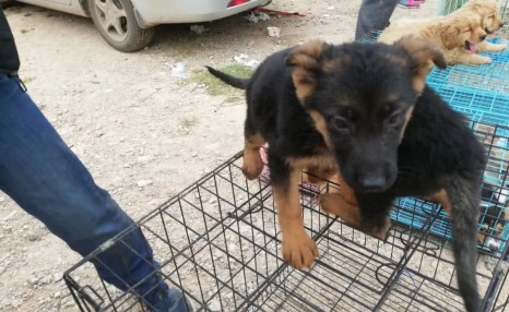 狗市：狗贩卖给小伙德国牧羊犬100元一只，你觉得值吗？