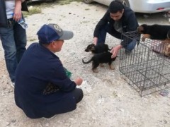 德国牧羊犬多少钱一只？狗贩卖给小伙德国牧羊犬100元一只，你觉得值吗？