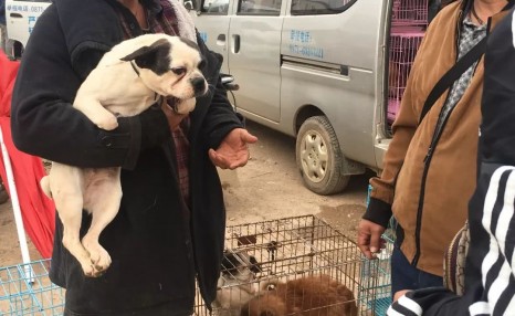在狗市：神奇的八哥犬便宜的只卖一两百，贵的却要上万！