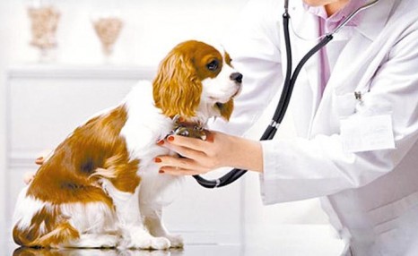 给狗狗打疫苗贵吗 一般价格在50-60元左右 要多久体检一次