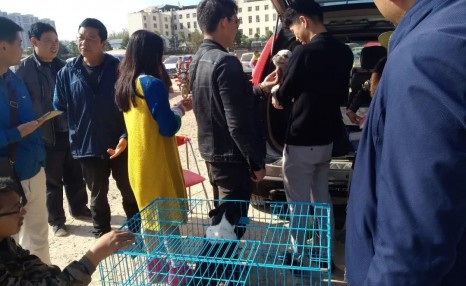 小伙喜欢斗牛犬,便在狗市900元买下,觉得贵一点也无所谓!