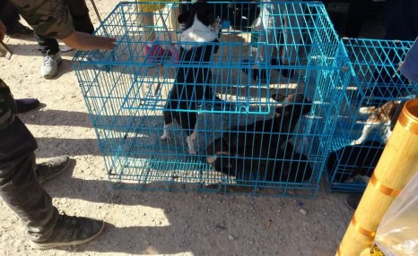 小伙喜欢斗牛犬,便在狗市900元买下,觉得贵一点也无所谓!