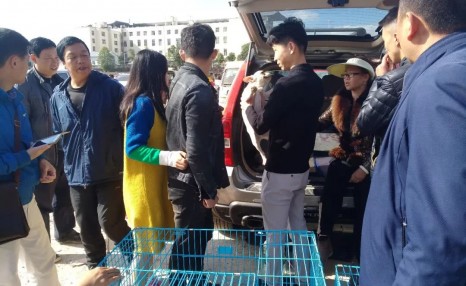 小伙喜欢斗牛犬,便在狗市900元买下,觉得贵一点也无所谓!