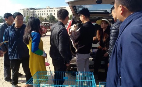 小伙喜欢斗牛犬,便在狗市900元买下,觉得贵一点也无所谓!