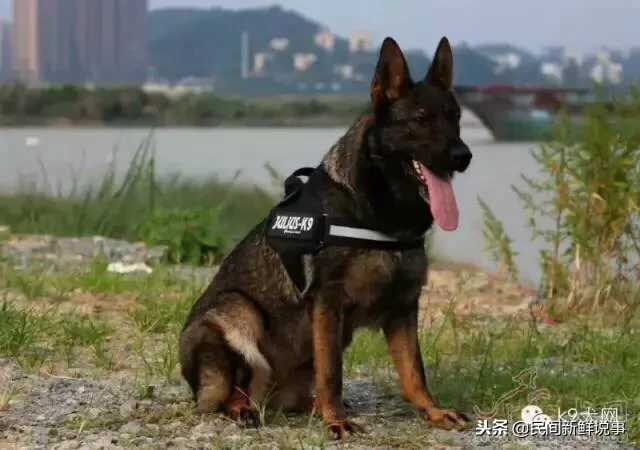 养狗怎么<a href=https://www.dadasou.com/news/93887.html target=_blank class=infotextkey>赚钱</a>?养狗的态度到底是什么呢?