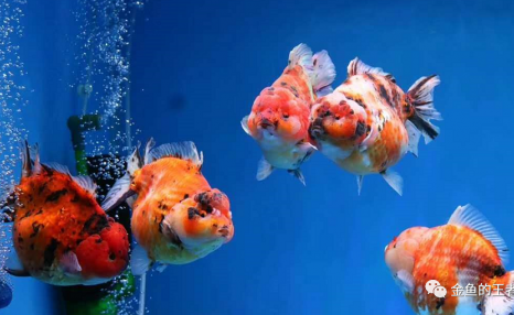 最适合侧视的10种金鱼，阳台客厅放一缸，养眼又养心！