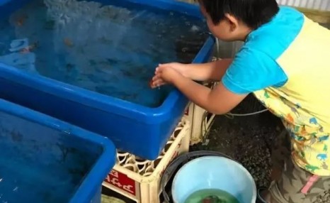 经验 | 怎么养金鱼不死呢?请做好这5点