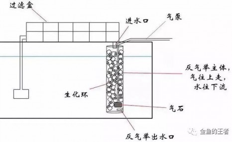 缸养金鱼该如何选择自己需要的过滤系统？（金鱼的王者）