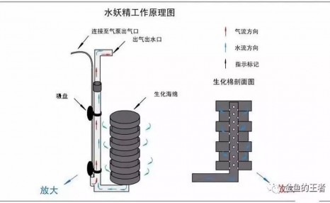 缸养金鱼该如何选择自己需要的过滤系统？（金鱼的王者）