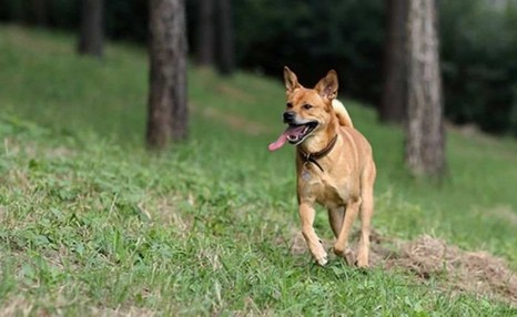 多地为何禁养中华田园犬 驯犬师称或因该品种基因不稳定