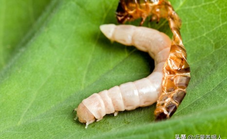 怎么养殖黄粉虫才能长的又快又好？五个重要方面需要注意