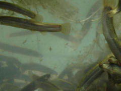 泥鳅养殖技术：村小农网教你无土养出好泥鳅，学会了吗？