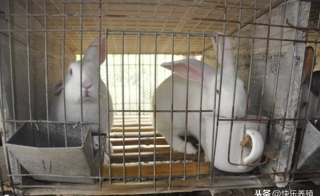 养兔需要做哪些工作？一个人可以养多少只兔子？