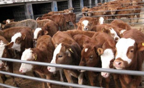 饲养肉牛科学技术，保证养殖效益，一起来学习下该怎么做吧