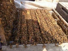 蜜蜂养殖技术：满足4个条件，不想让蜜蜂造脾都难