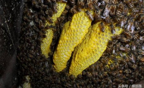 蜜蜂养殖，满足4个条件，不想让蜜蜂造脾都难