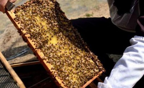 蜜蜂养殖，满足4个条件，不想让蜜蜂造脾都难