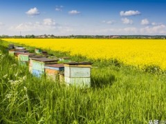 蜜蜂养殖技术：如何让蜂群长久强盛？做到这4点，蜂群强盛很简单