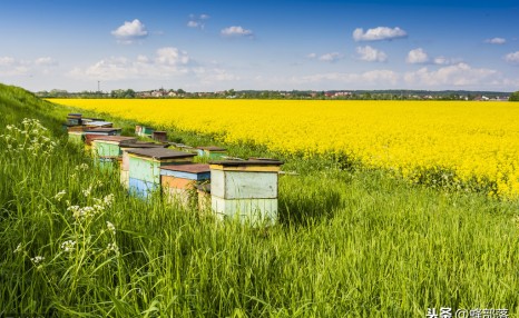 蜜蜂养殖，如何让蜂群长久强盛？做到这4点，蜂群强盛很简单