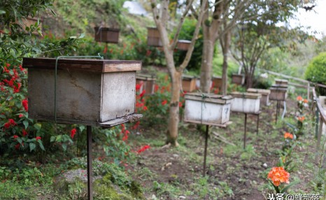 蜜蜂养殖，如何让蜂群长久强盛？做到这4点，蜂群强盛很简单