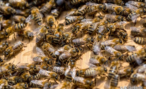蜜蜂养殖，如何饲喂蜂群不发生盗蜂？这3种方法太实用了
