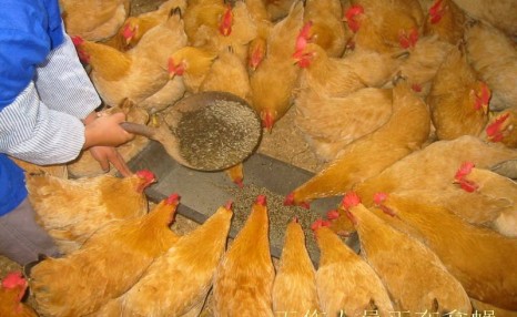 养殖妙招：粪便里养蝇蛆喂鸡，农村养殖户再也不怕养殖污染啦！