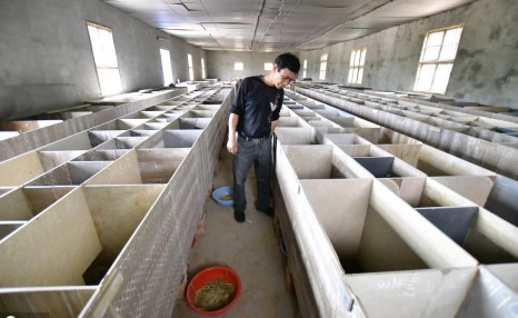 竹鼠养殖有什么价值和前景,养殖的关键在哪儿?今天我来分析分析