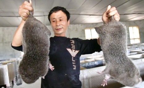 竹鼠养殖有什么价值和前景,养殖的关键在哪儿?今天我来分析分析