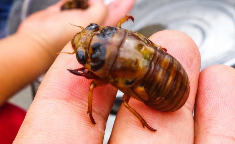 金蝉植种需要做好选树、选土、选时间，这样才能更好的养殖金蝉