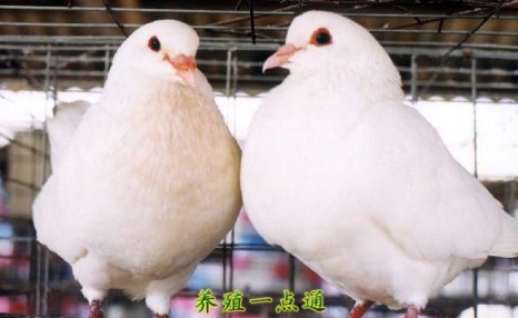 肉鸽繁殖饲养三阶段及注意事项-鸽汤大补，难怪肉鸽养殖越来越多