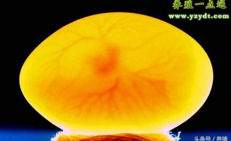 肉鸽繁殖饲养三阶段及注意事项-鸽汤大补，难怪肉鸽养殖越来越多