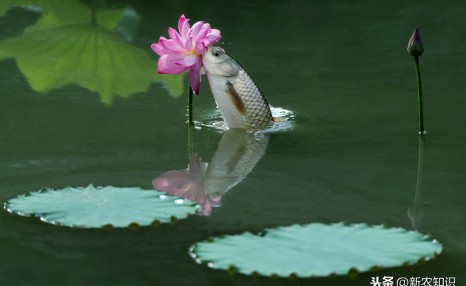 草鱼养殖新技术,如何进行日常管理,草鱼常见疾病的防治方法