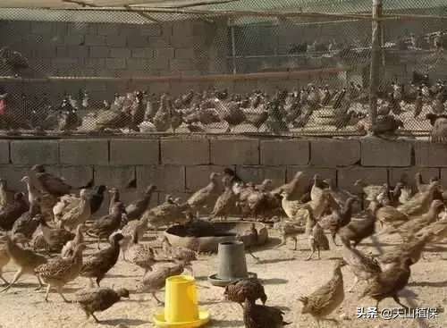 野鸡,价格一直在上涨,养殖少,今年养殖不愁销路