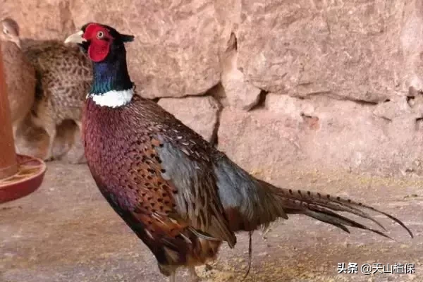 野鸡,价格一直在上涨,养殖少,今年养殖不愁销路