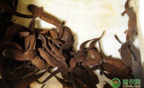 现在娃娃鱼苗多少钱一条?养殖娃娃鱼的成本贵不贵?前景如何